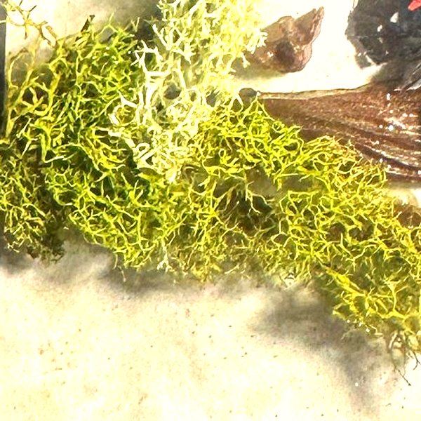 Moss — multi-color